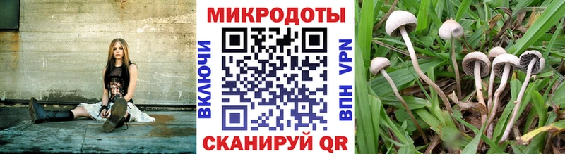 кракен даркнет сайт Заринск Галлюциногенные грибы Psilocybine cubensis